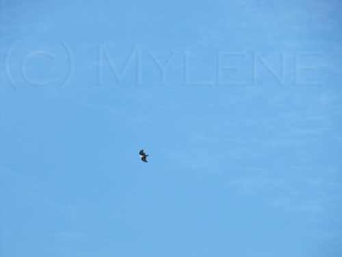 eagle flying in a clear bright sky