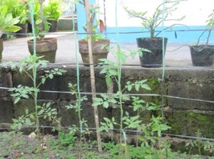 tomato_plants with stake