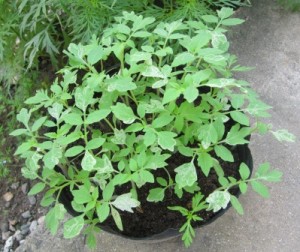 tomato_seedlings2